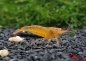 Preview: Amber Shrimps OE